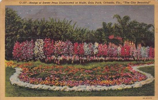 Florida Orlando Hedge Of Sweet Peas Illuminated At Night Eola Park