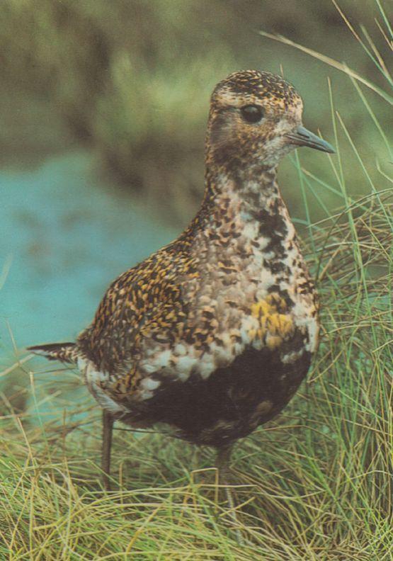 Golden Plovers Bird Irvine Scotland Scottish Postcard