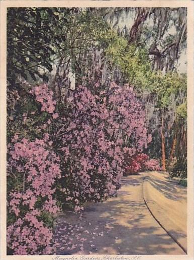 The Most Beautiful Gardens In The World Magnolia Gardens Charleston South Car...