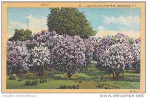 New York Rochester Lilacs In Highland Park 1948