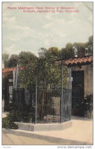 GLENWOOD GROUNDS, Washington, 1900-1910s; Parent Washington Naval Orange, Rep...
