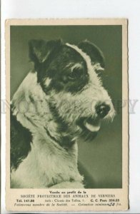 440218 FOX TERRIER Dog CHARITY ADVERTISING Society Protection Animals Verviers 