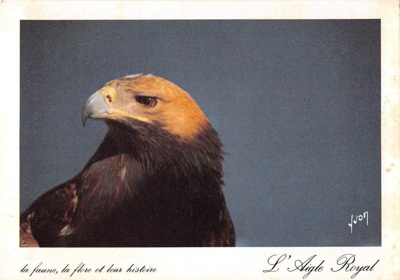 BR71863 l aigle royal eagle france animal animaux
