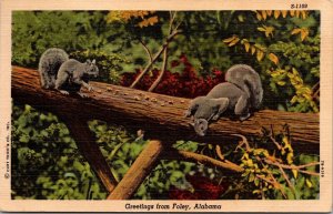 Squirrels on Tree Branch, Greetings from Foley AL c1950s Vintage Postcard Q53