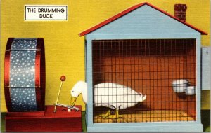 Linen Postcard The Drumming Duck at the I.Q. Zoo in Hot Springs, Arkansas