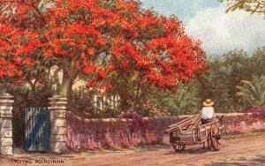 Vintage Postcard 1910's Royal Poinciana Nassau Bahamas Island Southeastern Coast