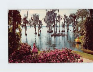 Postcard Century old Cypress trees, Lake Eloise, Cypress Gardens, Florida