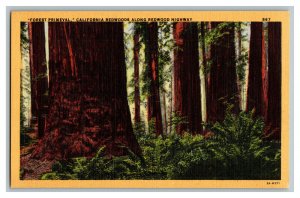 Forest Primeval California Redwoods Vintage Standard View Postcard 