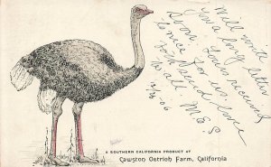 c1905 Cawston Ostrich Farm Advertising Southern California Product  P248 