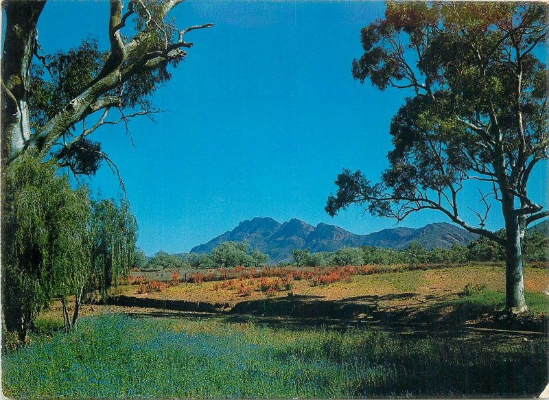 Postcard Australia Moralana Drive Flinders Rangers Australian Gum Trees