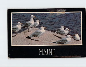 Postcard Gulls Along The Maine Coast, Maine