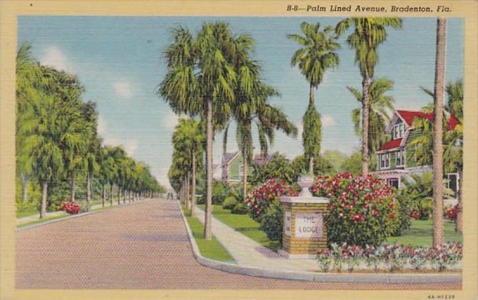 Florida Bradenton Typical Palm Lined Avenue Curteich