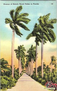 Avenue Stately Royal Palms Florida Vintage Postcard Standard View Card