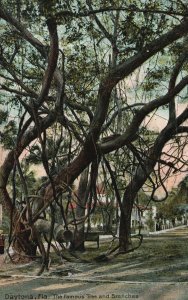 Vintage Postcard The Famous Tree And Branches Daytona Florida Hugh C. Leighton