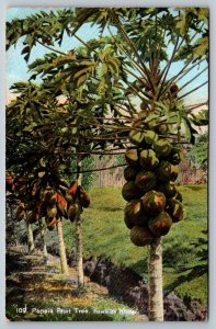 Vintage Hawaii Postcard -  Papaia Fruit Tree  c1899