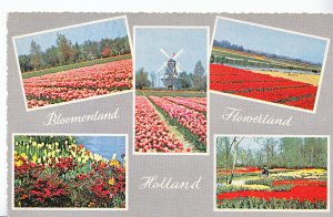 Netherland Postcard - Flowerland - Holland - Views of Tulips   XX599