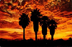 Arizona Royal Palms In The Sunset