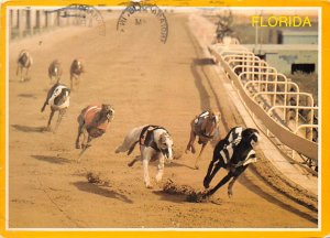 Exciting Racing Dogs At , Florida  