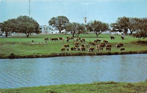 Lyndon B. Johnson Ranch Pedernales River - Johnson City, Texas TX  