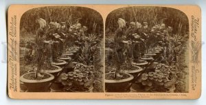 439743 China Canton Figures clothed in Plants in Fati Gardens 1900 STEREO PHOTO