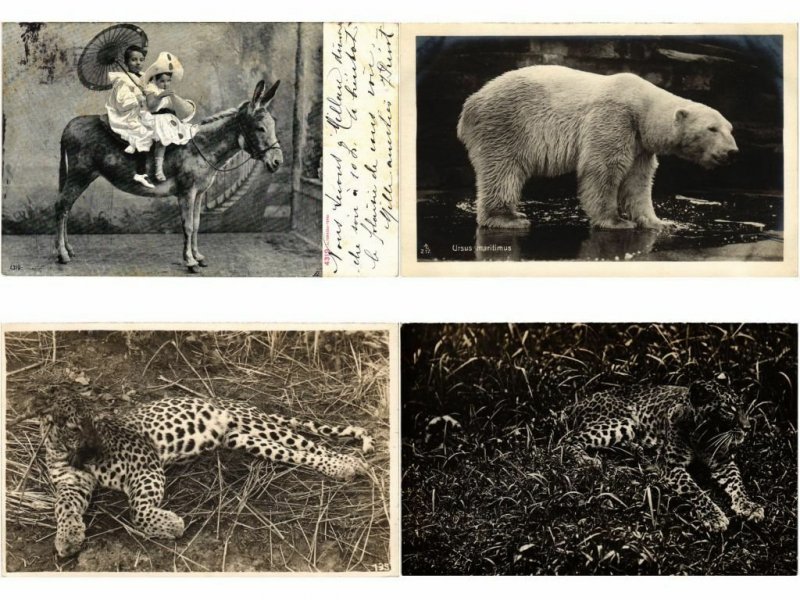 ANIMALS ANIMAUX MIX 300 CPA Pre - 1940