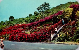 Hawaii Kona Kealakekua Machado Gardens