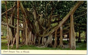 Postcard - Giant Banyan Tree in Tropical Florida