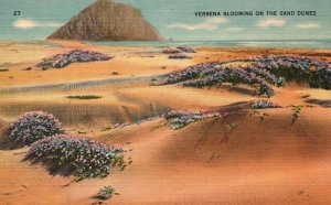 Vintage Postcard Verbena Blooming On The Sand Dunes Sandoval News Service Pub.