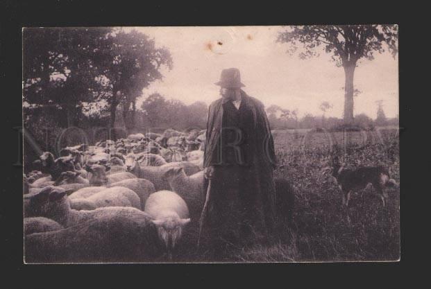 078760 COLLIE & Shepherd & SHEEP Vintage Photo PC