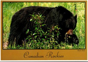 Canada Banff National Park Black Bear