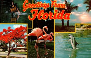 Greetings From Florida Multi View 1984