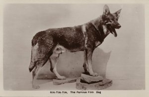 Rin Tin Tin The Famous Film German Shepherd Dog Real Photo Postcard