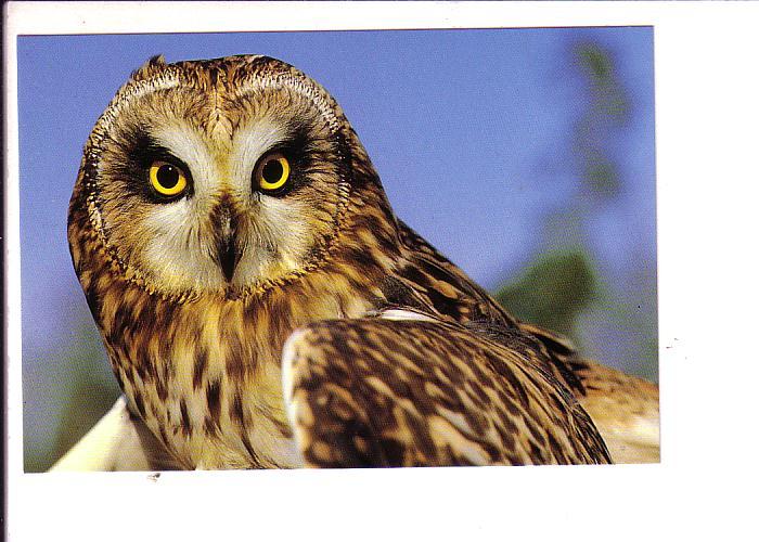 Short Eared Owl, North American Birds