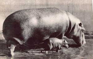 CHICAGO ZOOLOGICAL PARK~HIPPOPOTAMUS MOTHER & DAY OLD CALF PHOTO POSTCARD