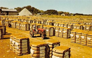 Bales of Cotton View Images
