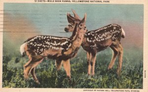 Vintage Postcard 1950's Mule Deer Fawns Yellowstone National Park Wyoming WY