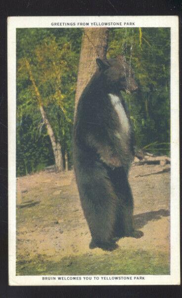 YELLOWSTONE NATIONAL PARK WYOMING LARGE BRUIN BEAR VINTAGE POSTCARD BEARS