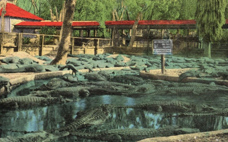 Vintage Postcard Alligator Farm Four Times As Many Large Live Alligator Florida