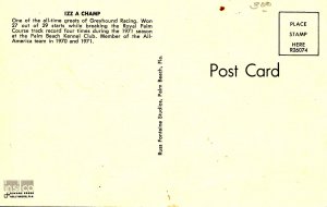 Greyhound - Izz A Champ