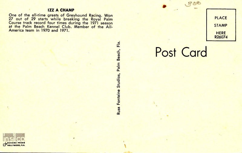 Greyhound - Izz A Champ