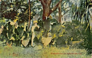JACKSONVILLE FLORIDA~ELEPHANT EARS PLANTS~BALDWIN FL PSTMK-1910s POSTCARD