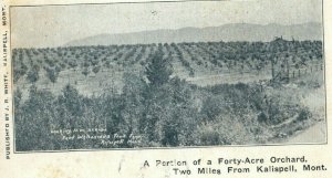 1906 40 Acre Orchard Kalispell Montana MT Keokuk Iowa Posted Antique Postcard 