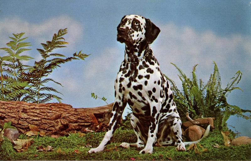 Dog -  Dalmation