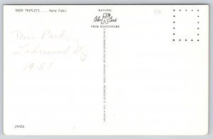 Animal~Deer Triplets~Fawns with Mother~1950s Postcard