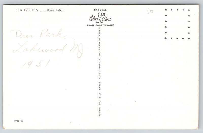 Animal~Deer Triplets~Fawns with Mother~1950s Postcard