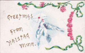 Greetings From Halstad Minnesota With White Dove 1907