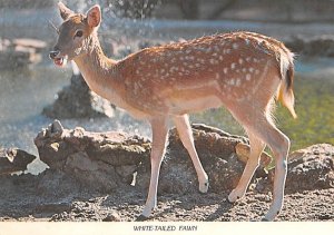 White Tailed Fawn Southwick's Wild Animal Farm, Mendon, Massachusetts, USA Un...