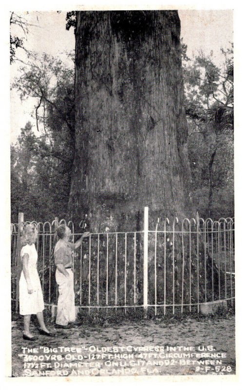 Florida Sanford and Orlando The Big Tree