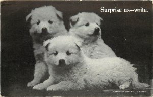 c1911 Postcard; 3 Fluffy White Puppy Dogs, Surprise Us- Write.  Posted