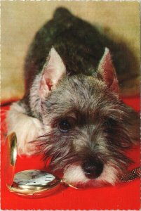 Schnauzer Dog Pocket Watch Canine Red Unused Vintage Postcard C2